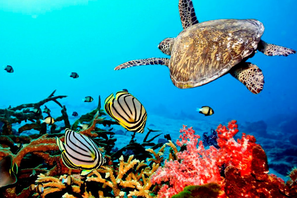All You Need to Know About the Colorful Coral Reefs of East Africa ...