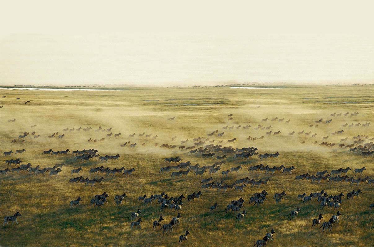 The Zebra Migration in Botswana as captured on a photo safari
