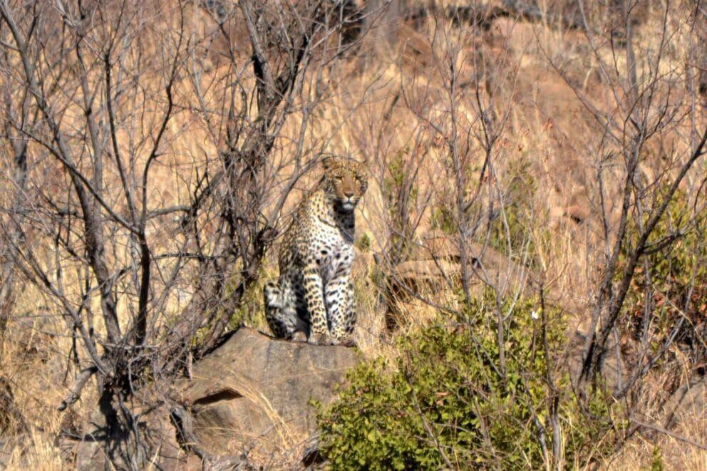 Shepherd’s Tree Game Lodge Shepherd’s Tree Game Lodge, Pilanesberg Game