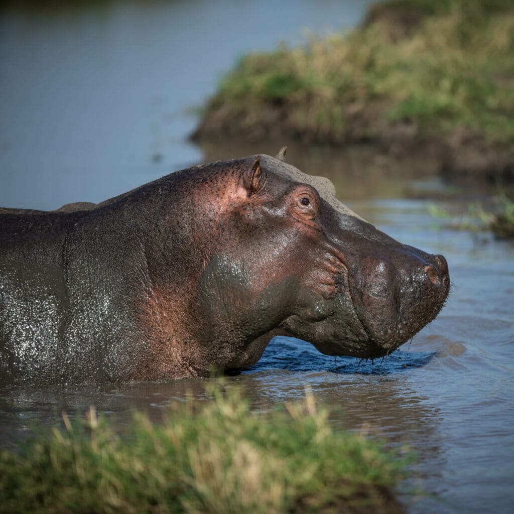 Hippo in Masai Mara, Kenya.