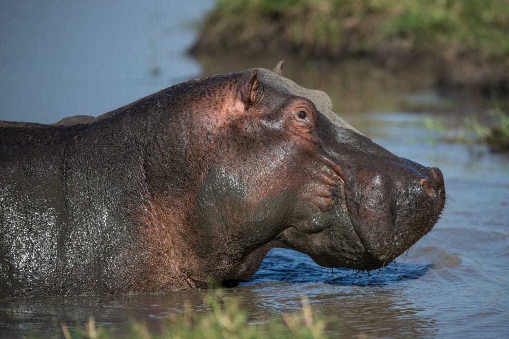 Hippo in Masai Mara, Kenya.