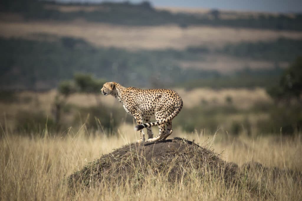 Cheetah in Tanzania