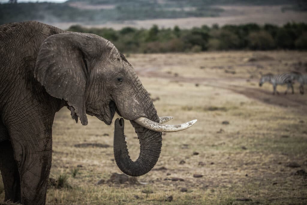 Elephant in Tanzanaia