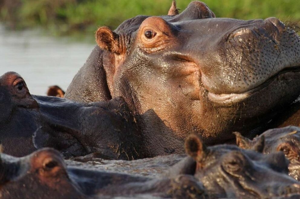 Hippos in the Chobe River, Botswana.