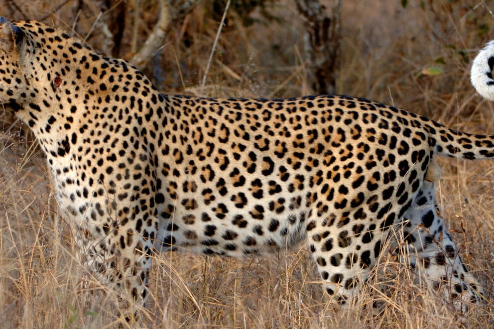 Exeter River Lodge Exeter River Lodge, Sabi Sand Game Reserve, South ...