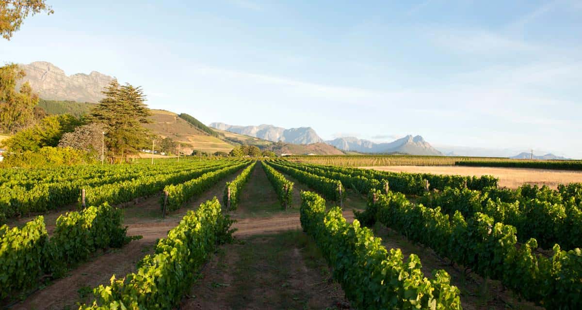 L'Avenir Estate L'Avenir Estate Discover Africa