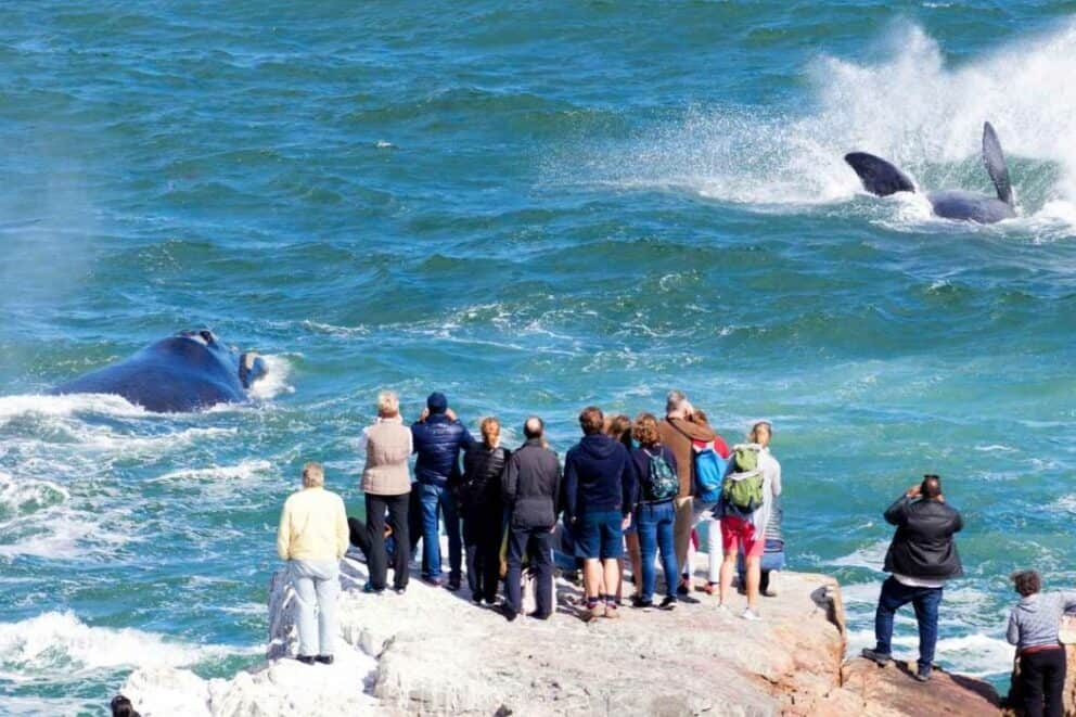 Whale Watching in Hermanus