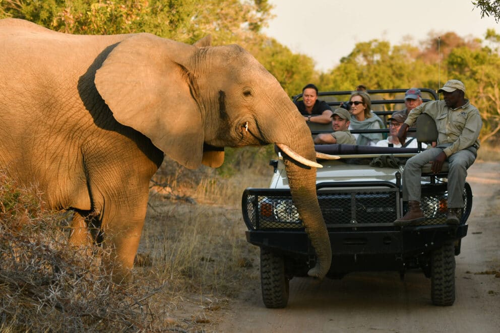 Elephant crossing the road in Kruger National. Which is a safe place to travel to.