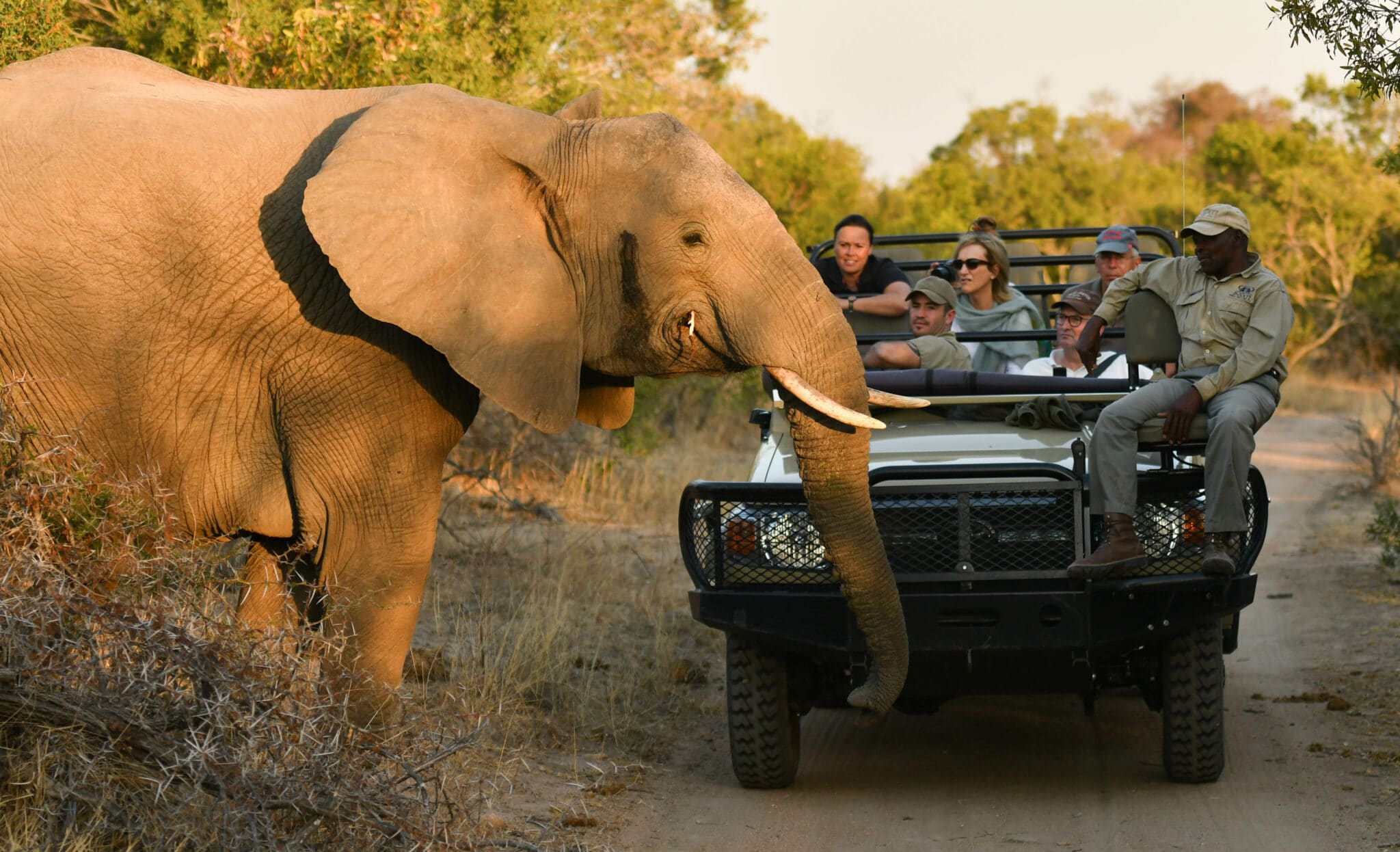Elephant crossing the road in Kruger National. Which is a safe place to travel to.