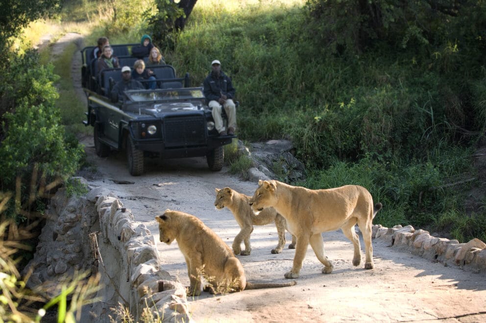Lions spotted on a game drive in Kruger, a great place where you can go to see lions in Africa.