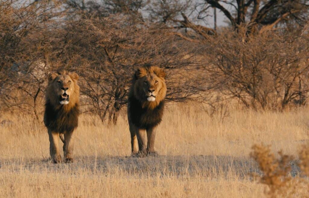 Pair of lions moving through tall grass in Botswana. | Photo: Chiefs Camp