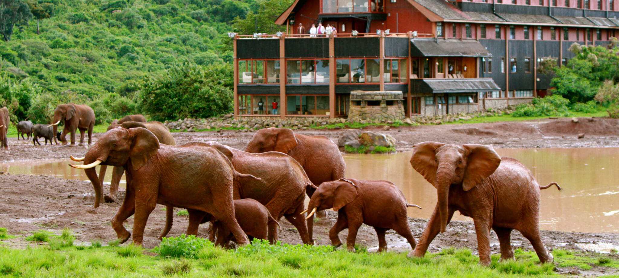 The Ark The Ark, Aberdare National Park, Kenya Discover Africa Safaris