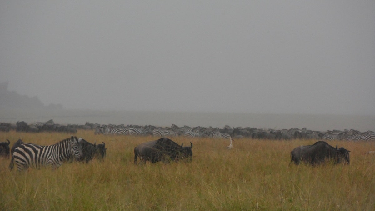 Serengeti North  safari-specialist