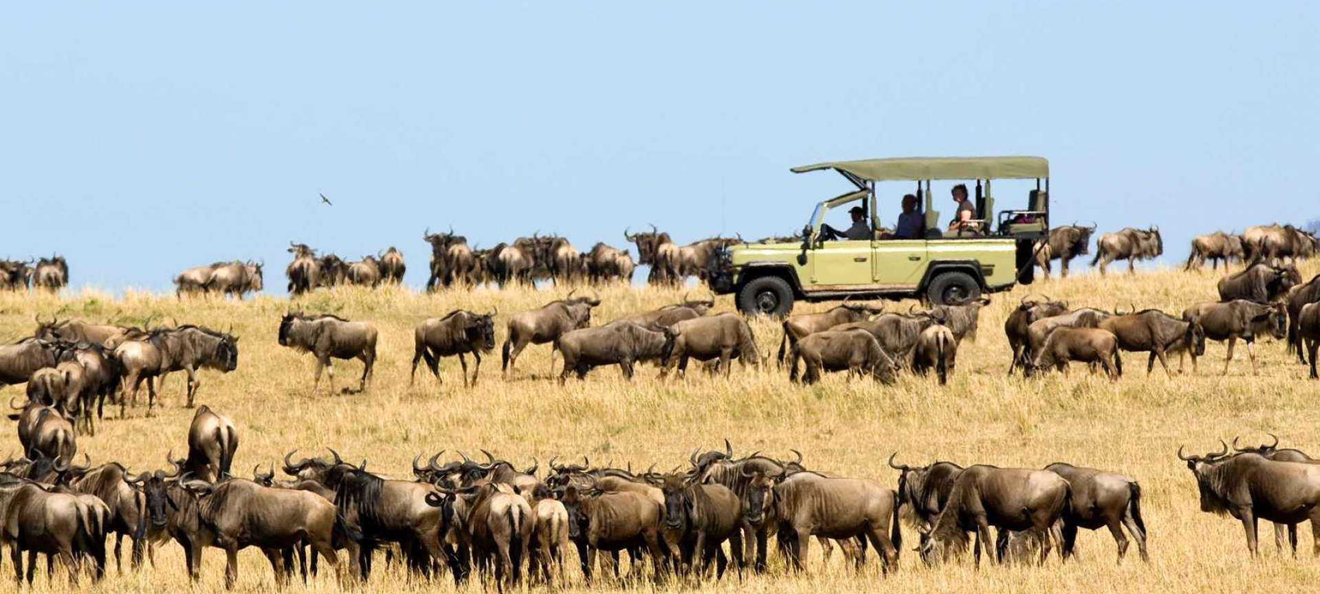 Game drive during a Wildebeest Migration