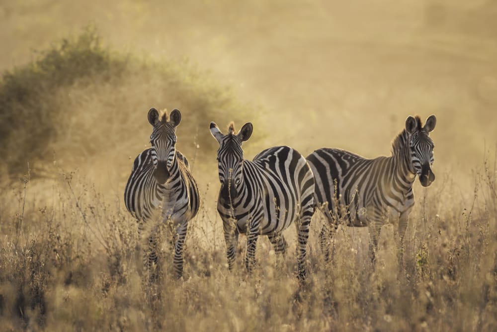 zebra wildlife masai mara