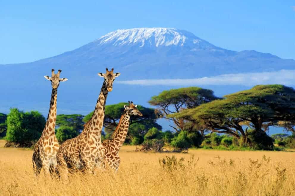 Three giraffe with Mount Kilimanjaro in the background in Amboseli National Park, Kenya.