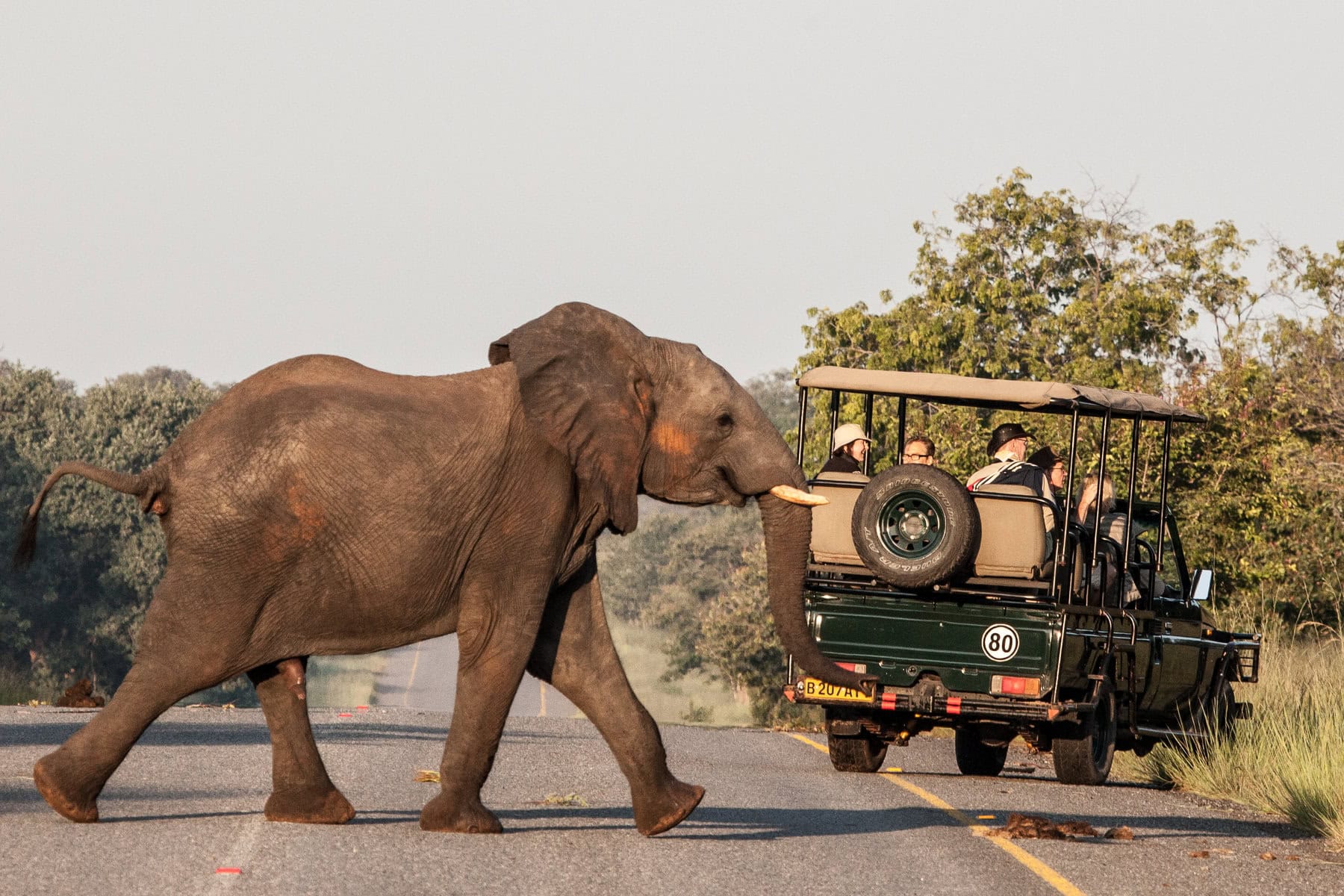 Observing an elephant on a photo safari in Botswana | Photo: Chobe Safari Lodge