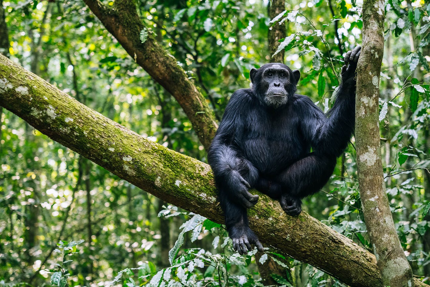 Primates of Uganda