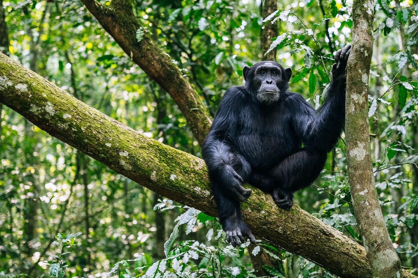 Primats d'Ouganda