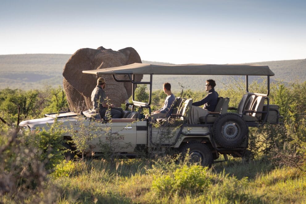 Elephant spotted on a game drive at Rhulani Safari Lodge in South Africa. One of the many animals found in South Africa