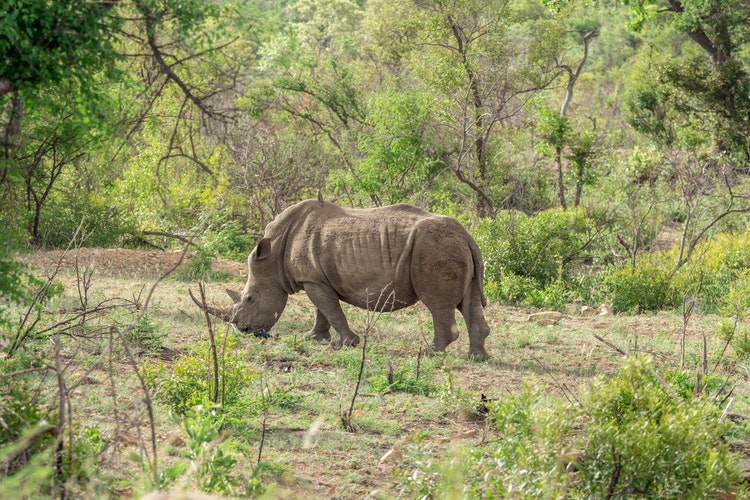 Kruger National Park rhino
