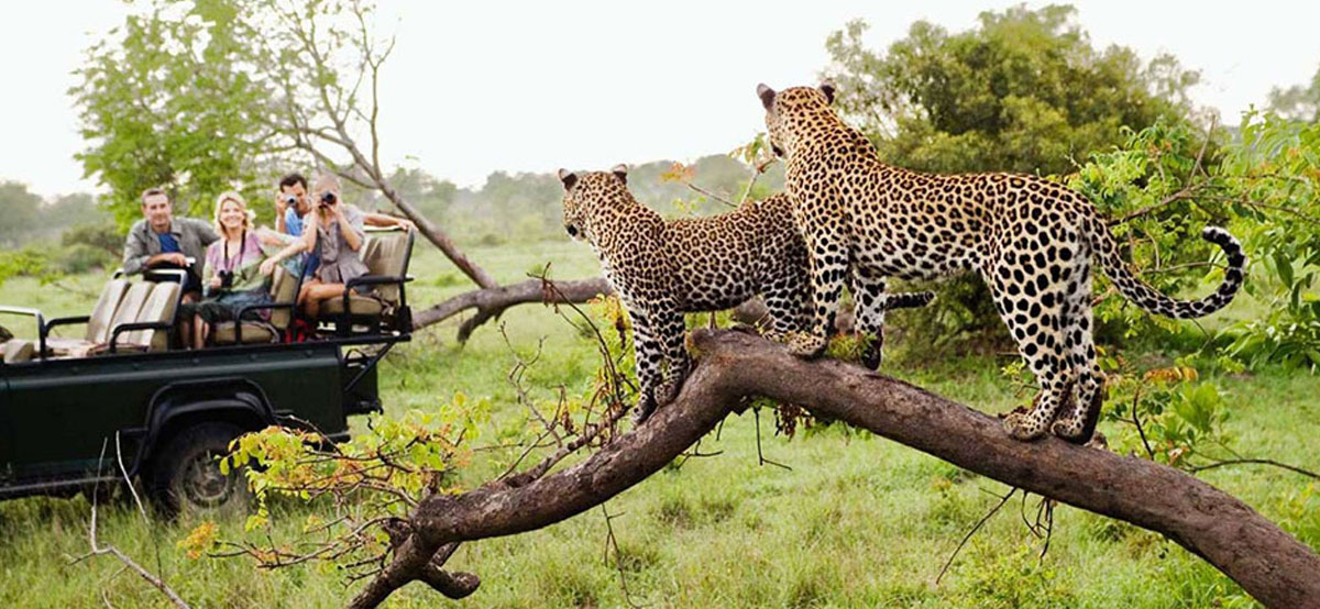Kruger National Park_Game drive