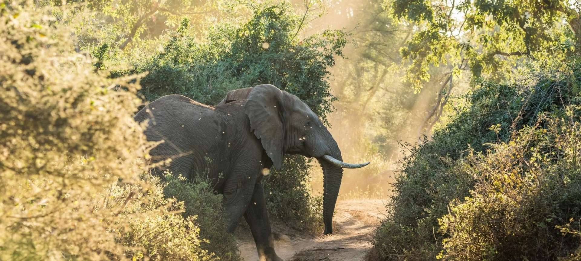 Kruger National Park Parfuri Elephant