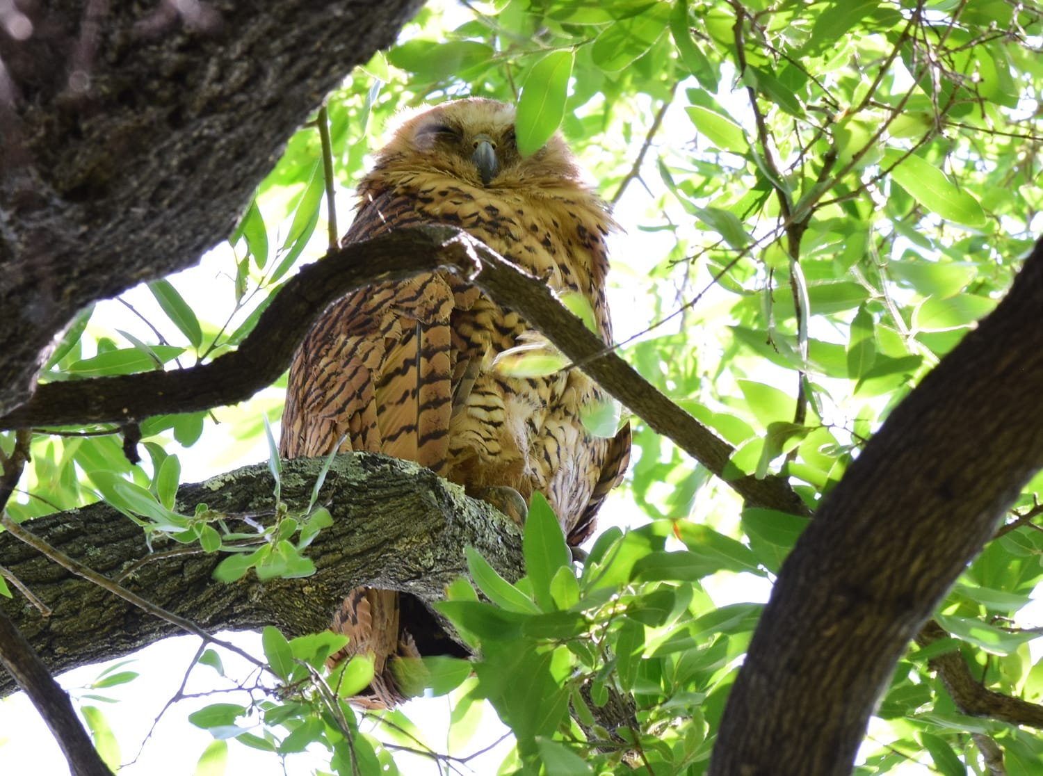 Kruger National Park_Pels Fishing Owl