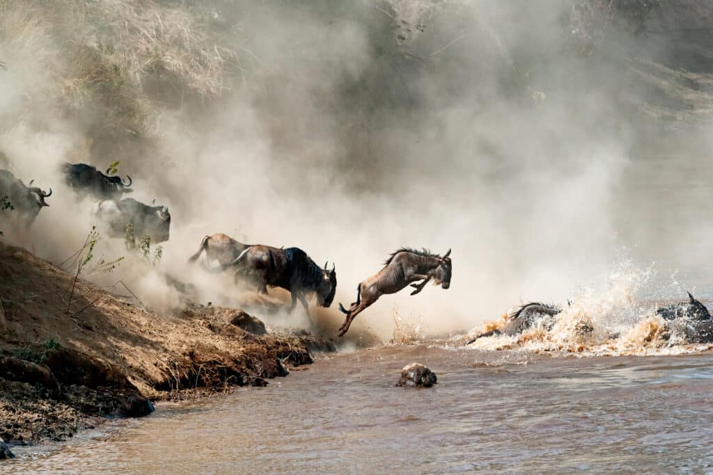 Migrating wildebeest in mid-air leaping into the dangerous Mara River with dusty dramatic background