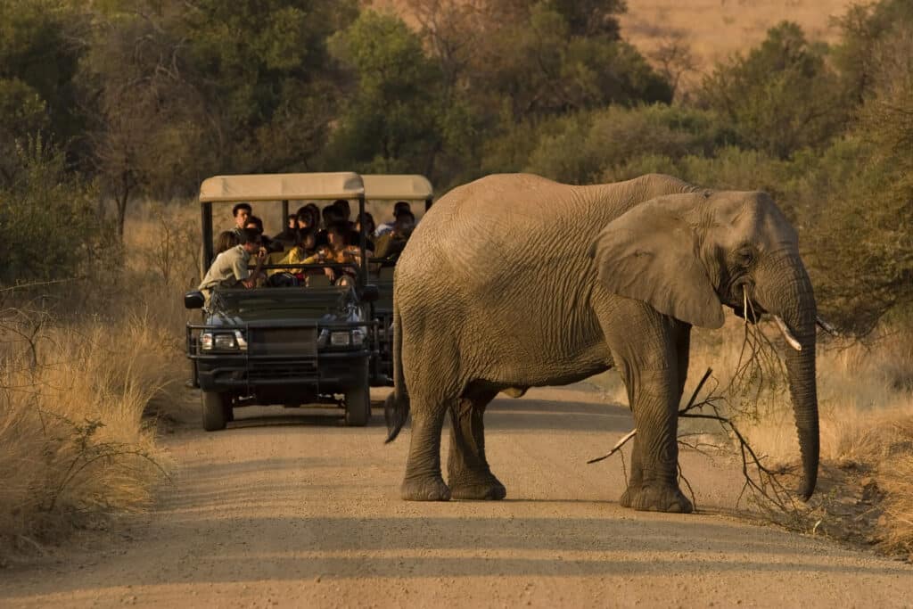 Multiple people on a safari viewing an elephant