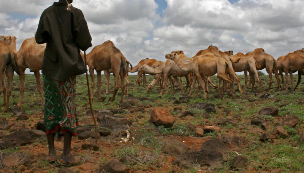 camel herder, marsabit, kenya
