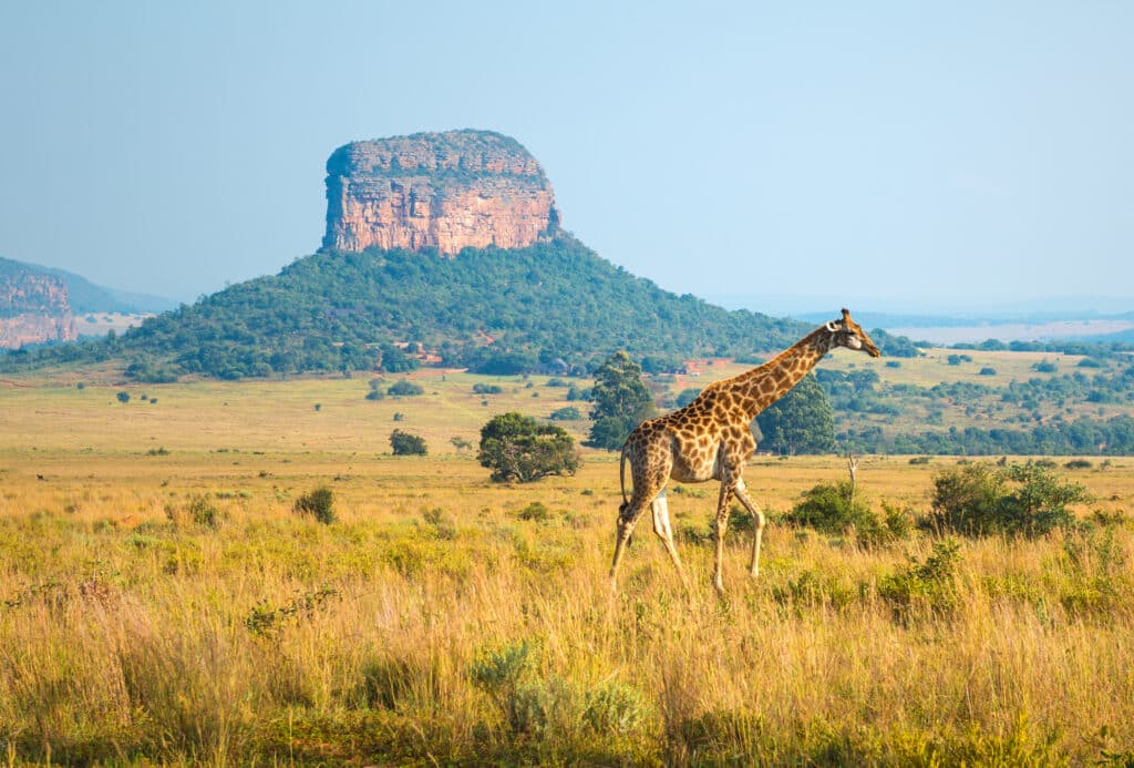 A giraffe walking in the african savannah of Limpopo Province, South Africa.