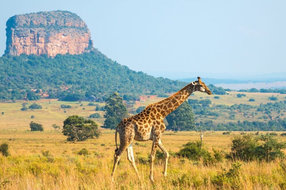 A giraffe walking in the African savannah of Limpopo Province, South Africa.