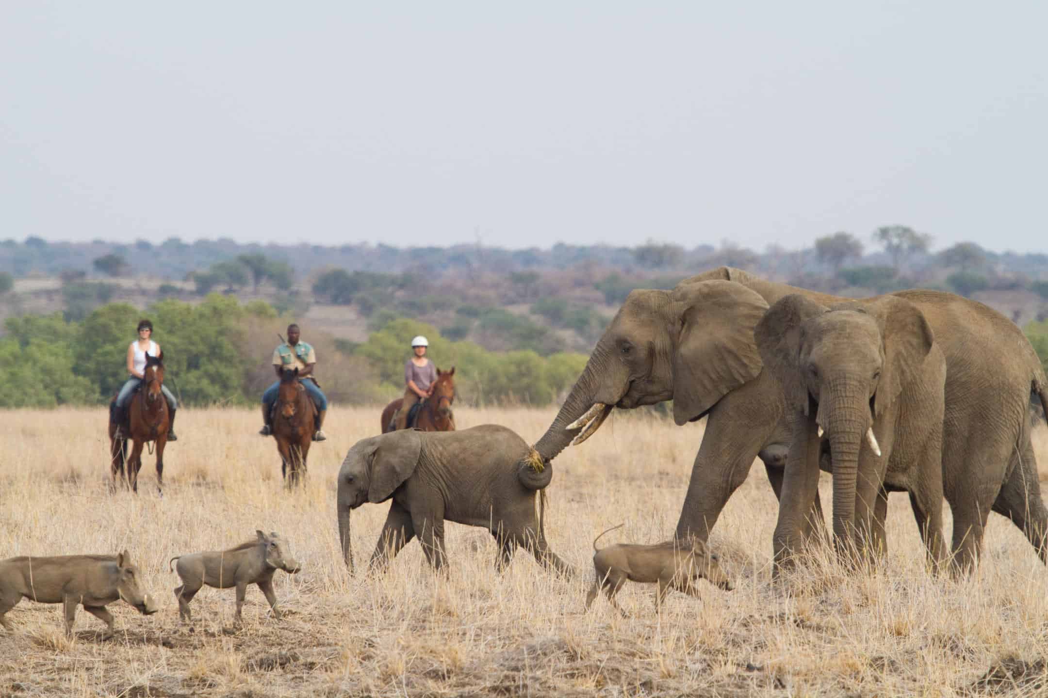 A horseback safari in Botswana seeing elephants in Tuli Block