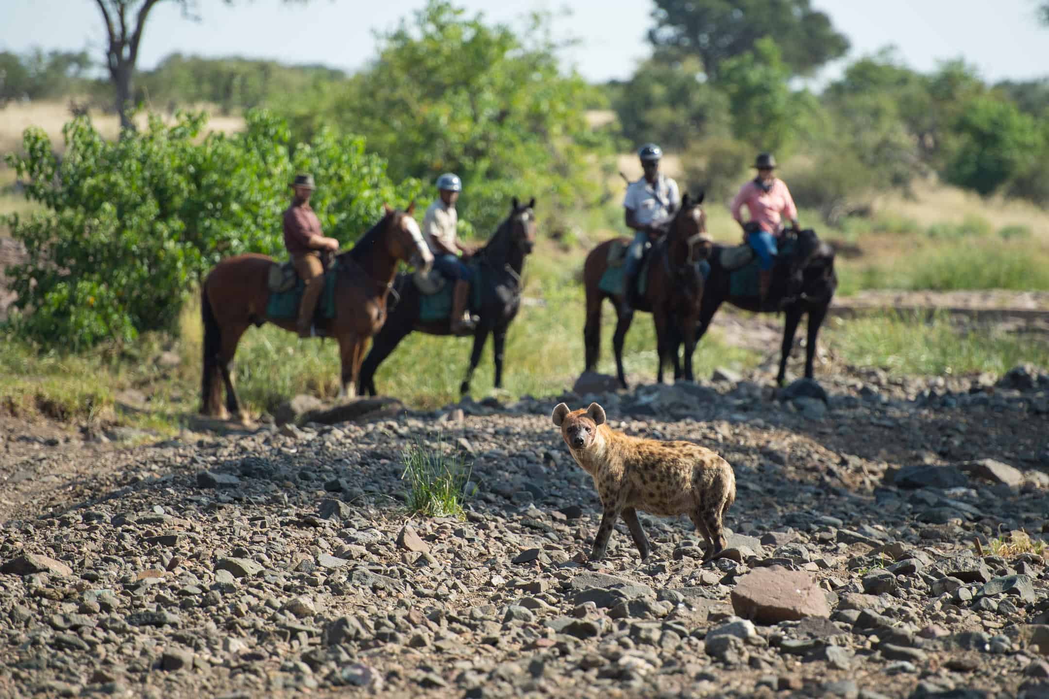 Horseback safari in Botswana seeing a Hyena