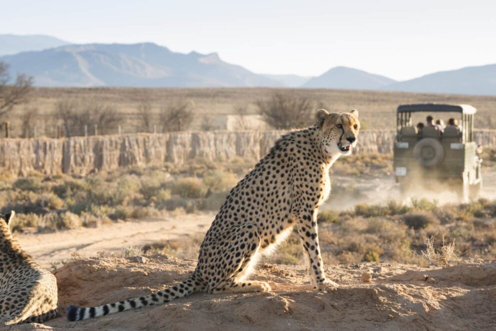 Cheetah near Ceres, Cape Town
