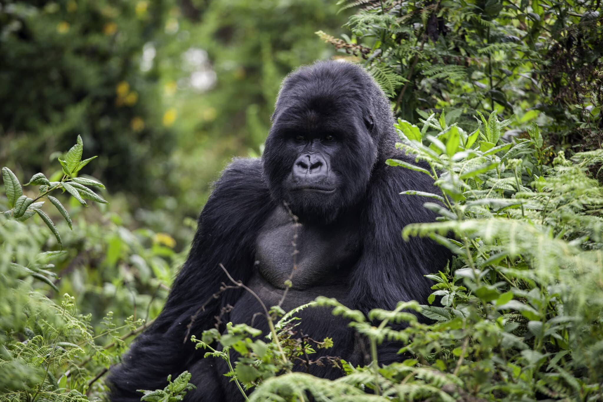 gorilla and wildlife safaris