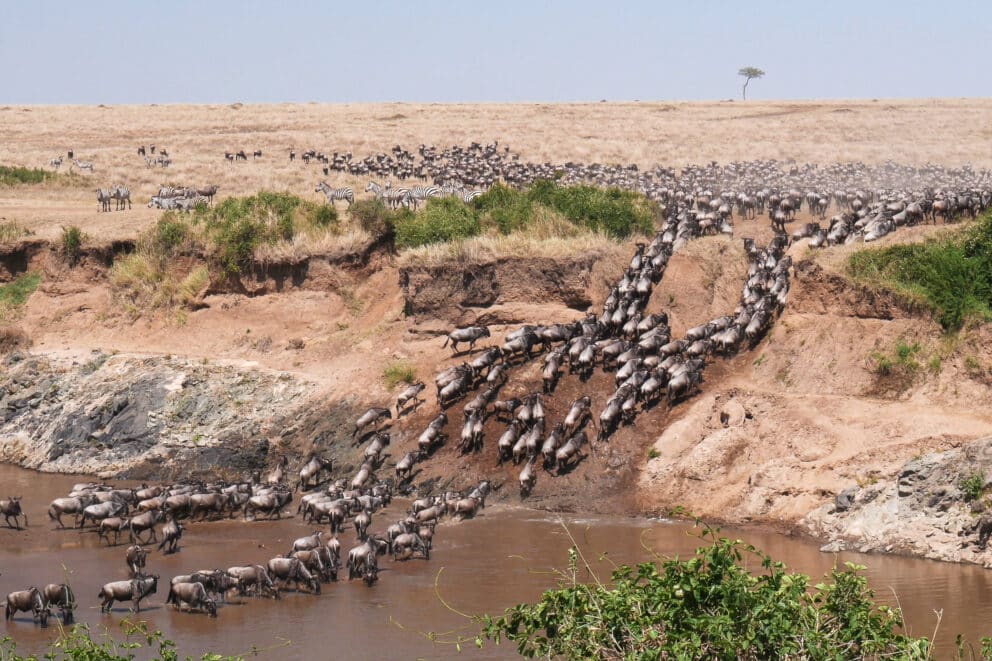 Wildebeest crossing the Mara river.