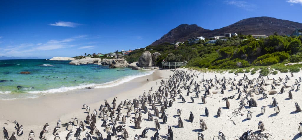 Penguin colony at Boulders Beach, Cape Town.