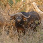 Cape Buffalo in the Kruger National Park.