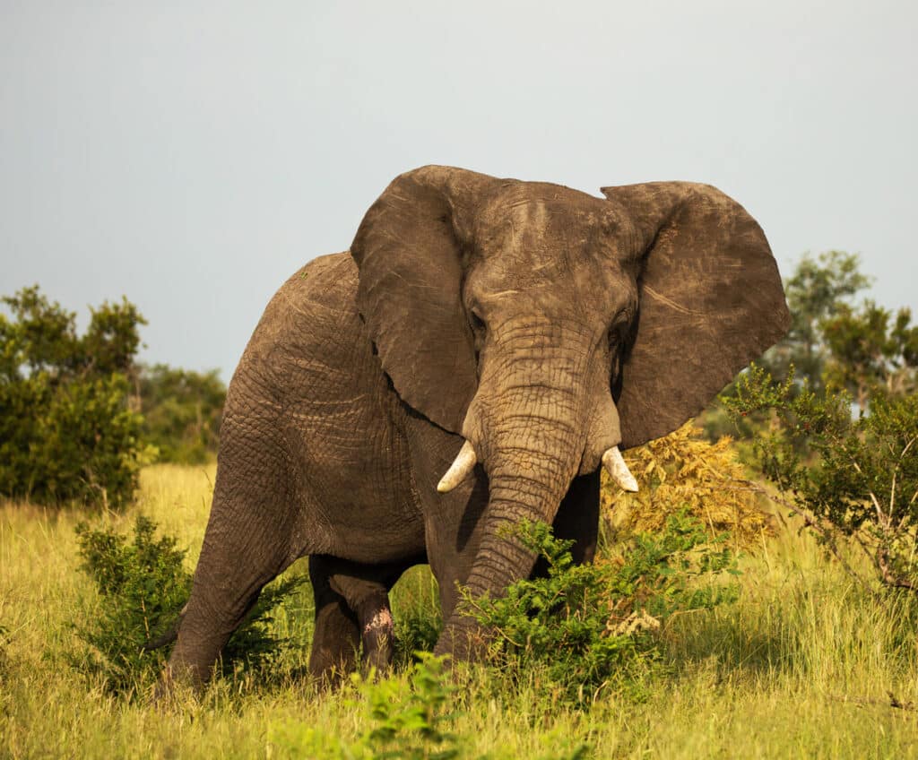 Elephant in Manyeleti