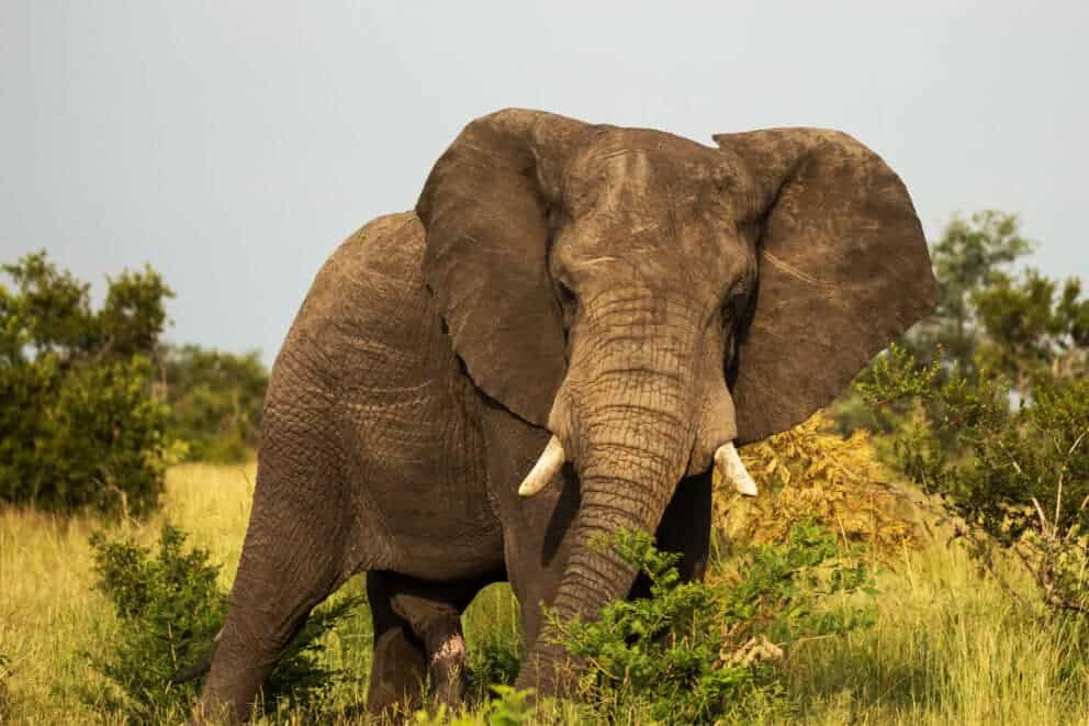 Elephant in Manyeleti