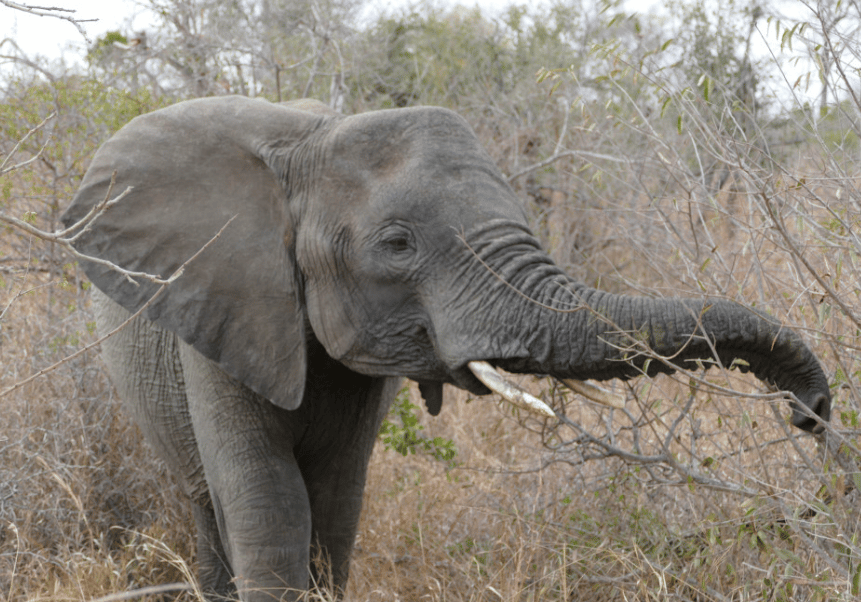5-Day Kruger Safari | Discover Africa Safaris