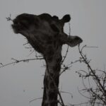 Giraffe in the Kruger