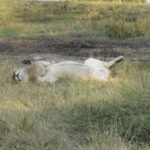 Lion Rolling is Grass