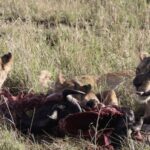 Lioness and cubs eating breakfast