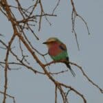 Colourful bird in tree