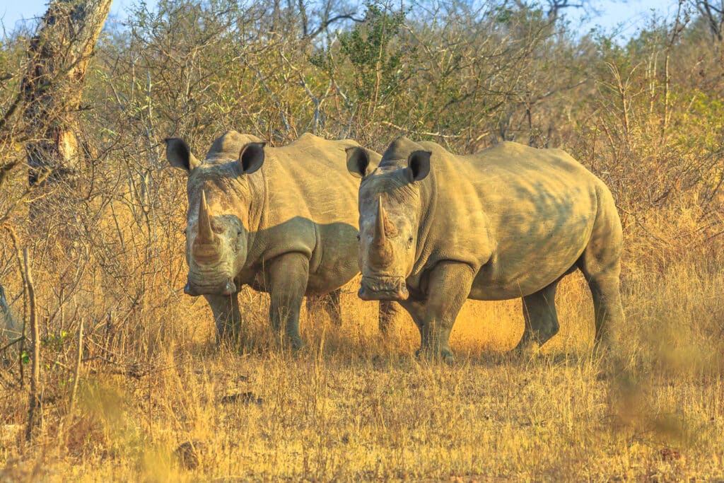 Two black rhinos in the Kruger National Park