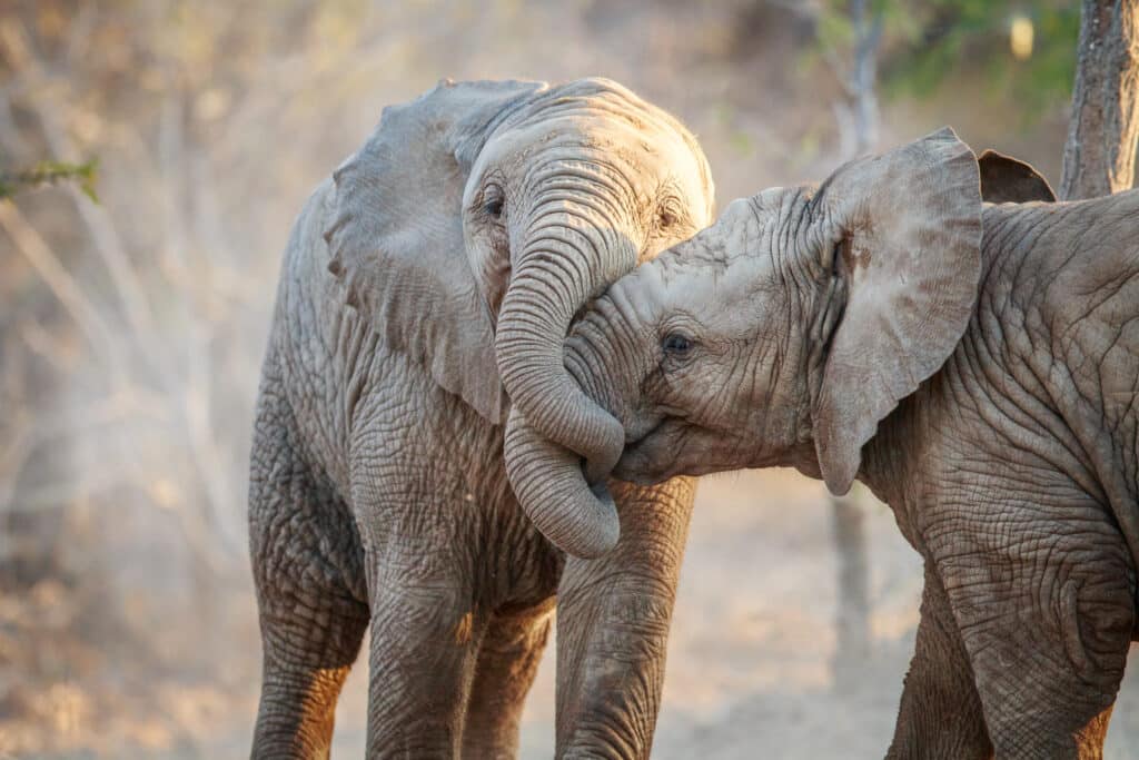 Two elephant calves playing in the Kruger National Park