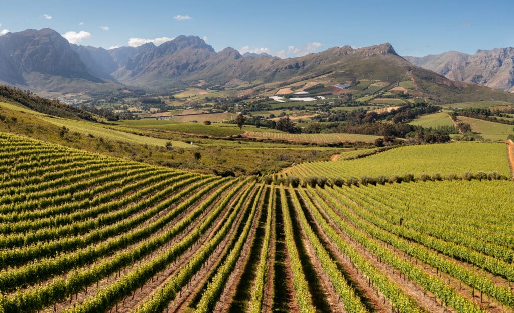 Vineyards in the Cape Winelands